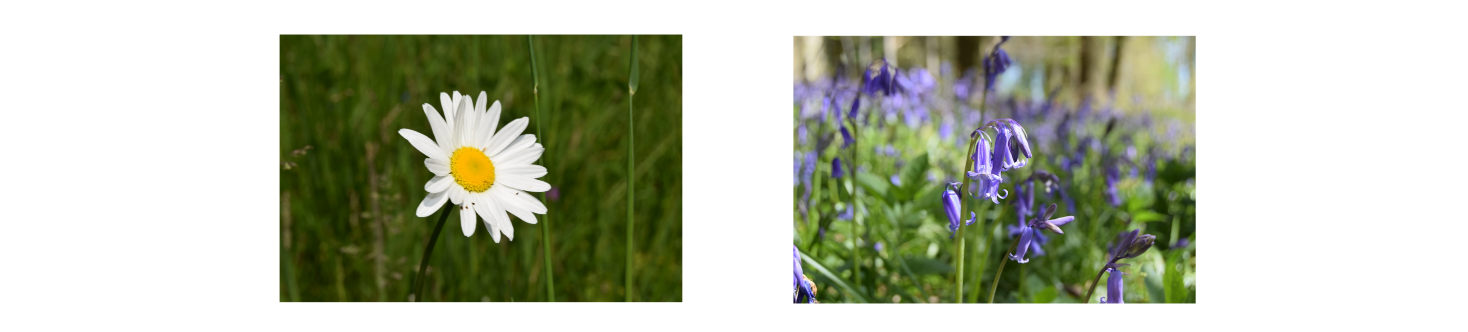 daisy bluebell banner