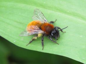 andrena fulva