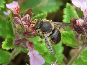 anthidium manicatum female