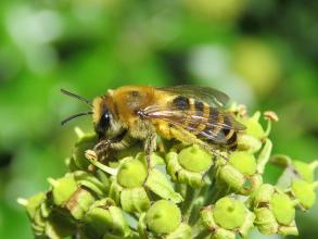colletes hederae