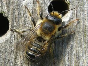 megachile ligniseca