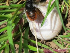 osmia bicolor