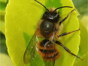 osmia bicornis
